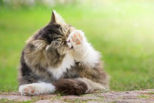 Haarballen bei Katzen vermeiden: 6 entscheidende Tipps