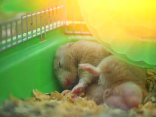 Hamster im Käfig