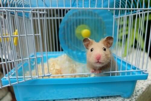 Hamsterkäfig sauber machen