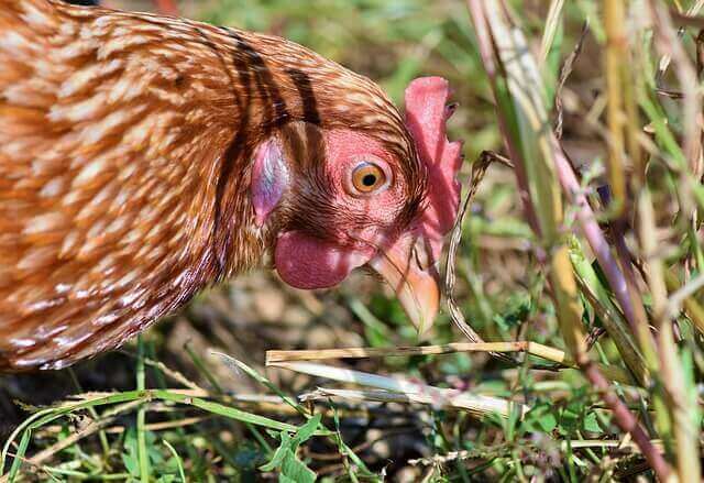Henne pickt im Gras