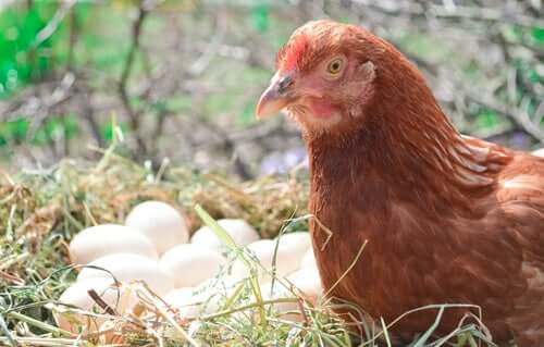 Henne und ein Nest voller Eier