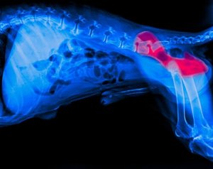 Hüftdysplasie beim Hund: Diagnose und Behandlung