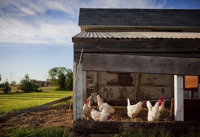 Hühner in der Stadt halten: 8 Tipps