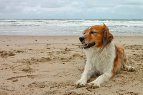 Hund am Strand