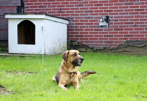 Hunde anbinden