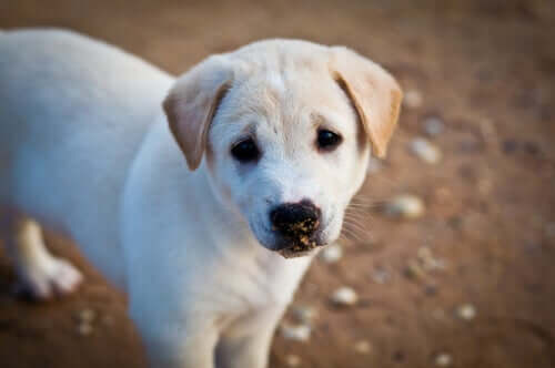 Hündchen schaut sehnsüchtig in die Kamera
