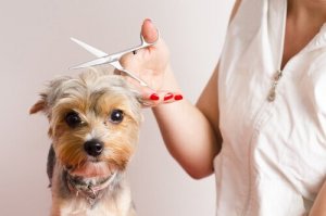 Hundefrisör werden: mit diesen 7 Tipps zum Erfolg