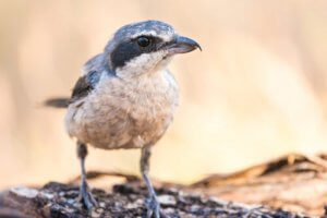Iberienraubwürger: der Metzgervogel