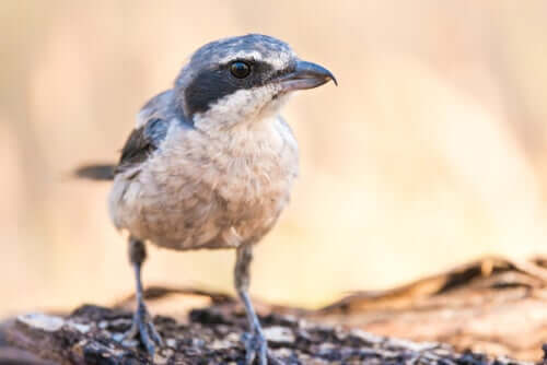 Iberienraubwürger: der Metzgervogel