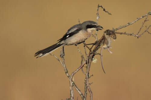 Iberienraubwürger: Verhalten