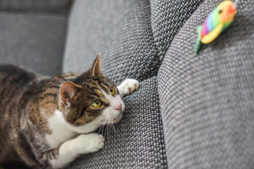 Jagdinstinkt bei Katzen