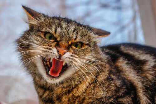 Katze faucht