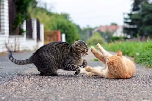 Katzen kämpfen miteinander