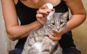 Katzenohren reinigen: so machst du es richtig!
