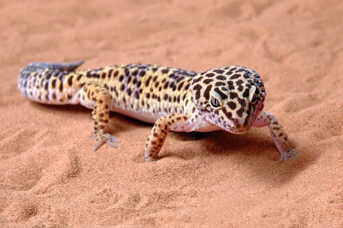 Leopardgecko im Sand