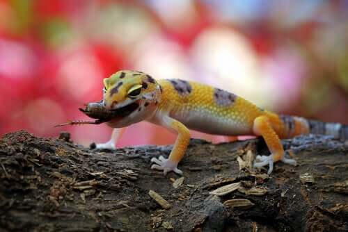 Leopardgecko