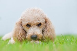 Rassen kleiner Hunde werden die Welt zukünftig dominieren