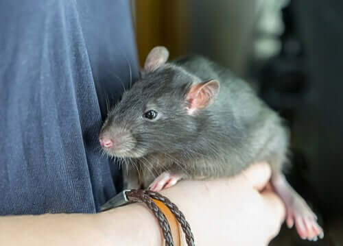 Ratte als Haustier: würdest du dein Leben mit einer teilen?