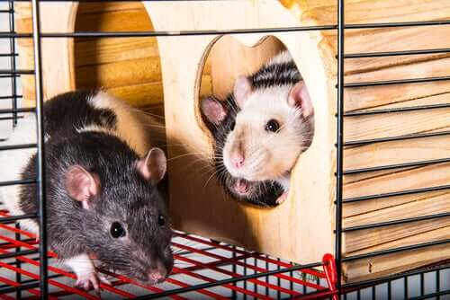 Ratte im Käfig