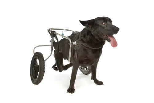 Rollstuhl für Hunde
