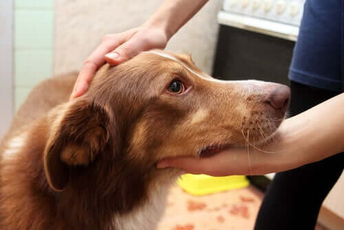 Sauberer Hund wird gestreichelt