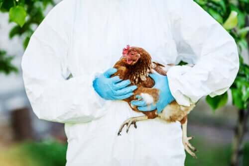 Tierärztliche Betreuung für Hühner in der Stadt