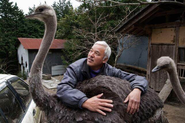 Tierpfleger mit Straussenvögeln