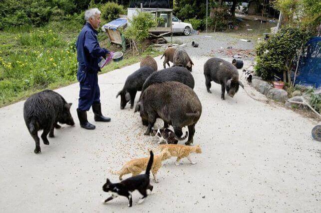 Der Tierpfleger von Fukushima