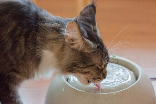 Trinkbrunnen für Katzen