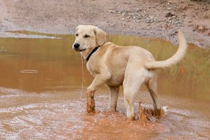 Warum der Hund sich gern im Dreck wälzt