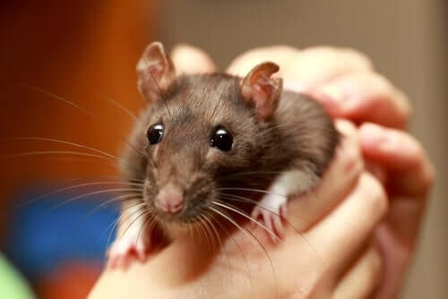 Zahme Ratte als Haustier