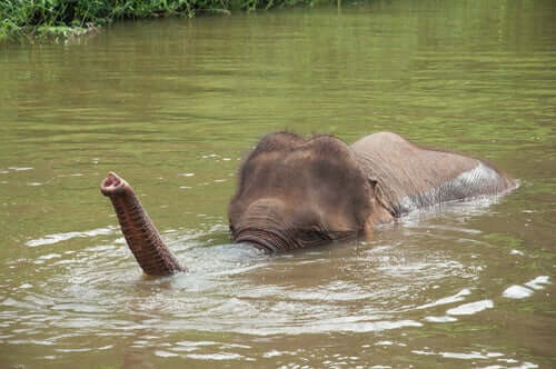Auch Elefantenbabys lieben das Wasser