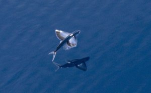 Fischarten: 3 verschiedene fliegende Fische
