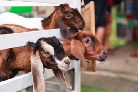 Eine Ziege halten, 4 Dinge, die du wissen solltest - Deine Tiere