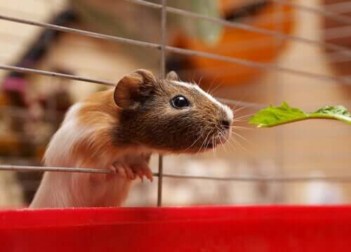 Haltung von Meerschweinchen: Ernährung