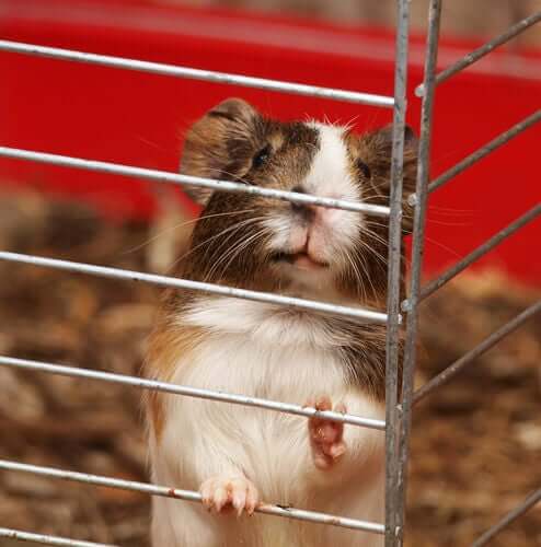 Haltung von Meerschweinchen