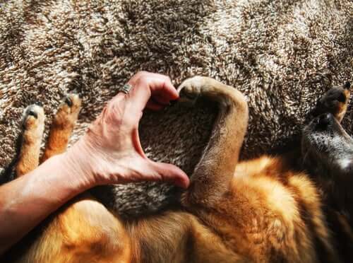 Ein Hund ist gut für deine Herz- und Gefäßgesundheit
