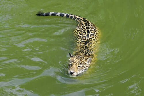 Jaguar schwimmt