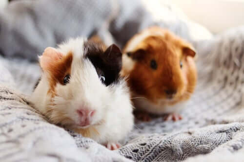 Hausmeerschweinchen