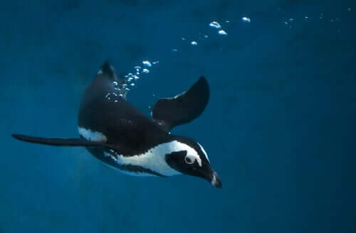 Der Pinguin ist ein sehr guter Schwimmer