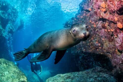 Der Seelöwe ist einer der besten Schwimmer der Tierwelt