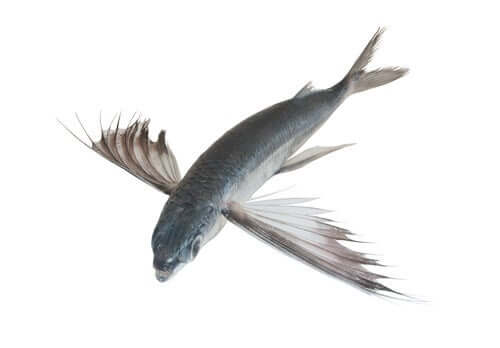 Tropischer fliegender Fisch