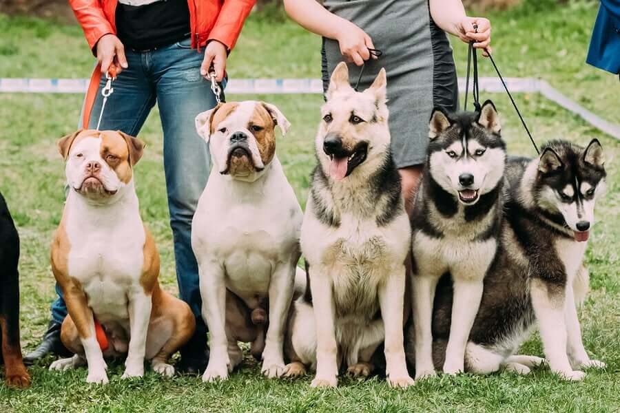 Verschiedene Hunderassen präsentieren sich - Hundeverbände
