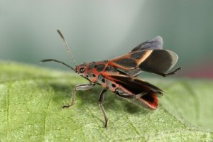 Vinchuca, die Überträgerin der Chagas-Krankheit