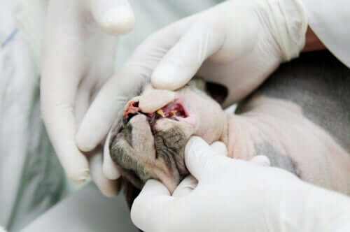 Zahnpflege bei Katzen