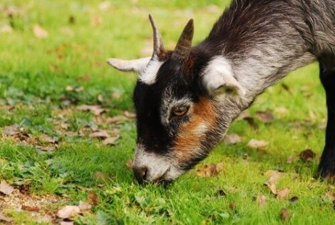 Eine Ziege halten, 4 Dinge, die du wissen solltest - Deine Tiere