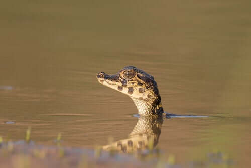 Baby-Kaiman schwimmt im Wasser