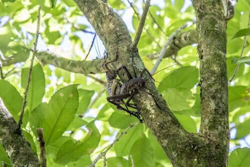 Baum-Weta
