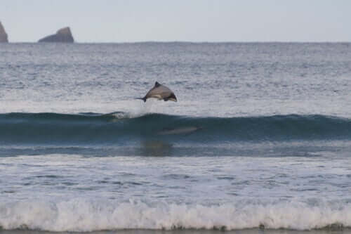 Delfin springt über eine Welle