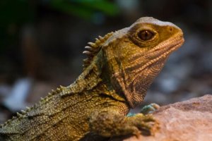 Die Brückenechse: Überlebenskünstlerin aus der Dinosaurier-Ära